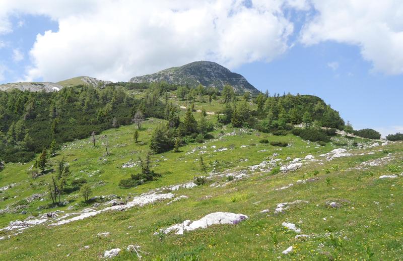 Le Nigritella endemiche delle Alpi austriache  luglio 2014
